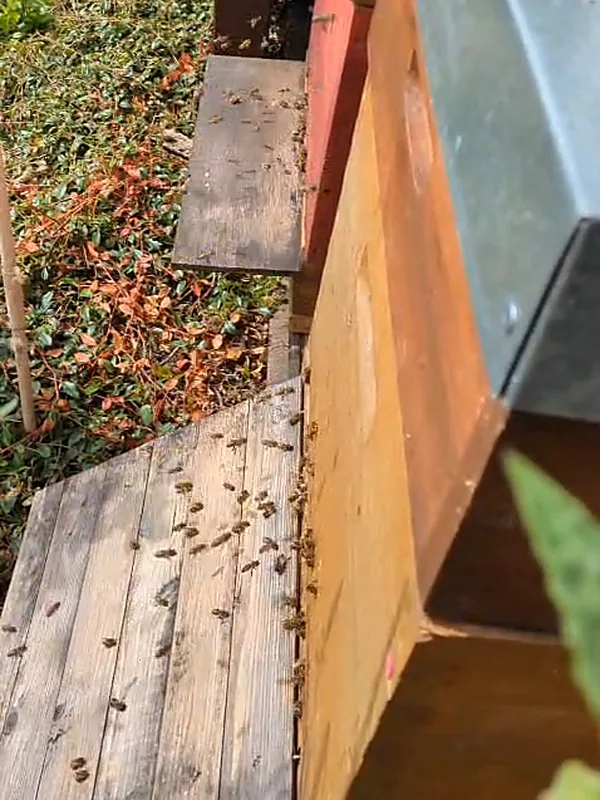 Bienen auf dem Flugbrett an unserem Bienenstand in Wiehl